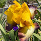 Golden Yellow & Plum Edge Bearded Iris – 1 Live Fan | Bold Ruffled Bloom
