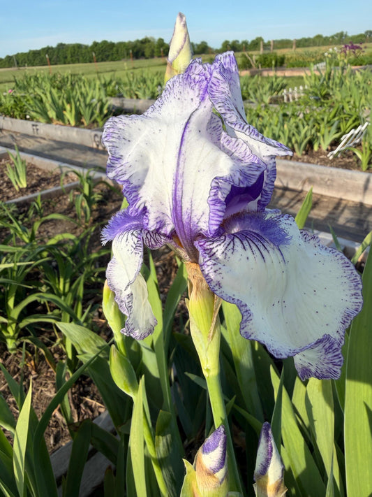 Bearded Iris "Hey Looky "  1 Live Fan | White with Violet-Purple Edging & Speckled Falls