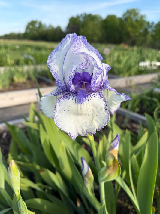 Bearded Iris "Hey Looky "  1 Live Fan | White with Violet-Purple Edging & Speckled Falls
