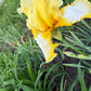 Lemon Cream & White Bearded Iris – 1 Live Fan- "Genesis"