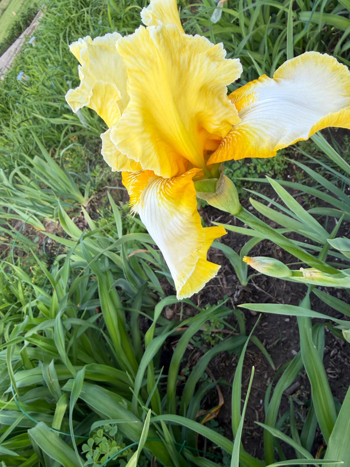 Lemon Cream & White Bearded Iris – 1 Live Fan- "Genesis"