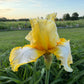Lemon Cream & White Bearded Iris – 1 Live Fan- "Genesis"