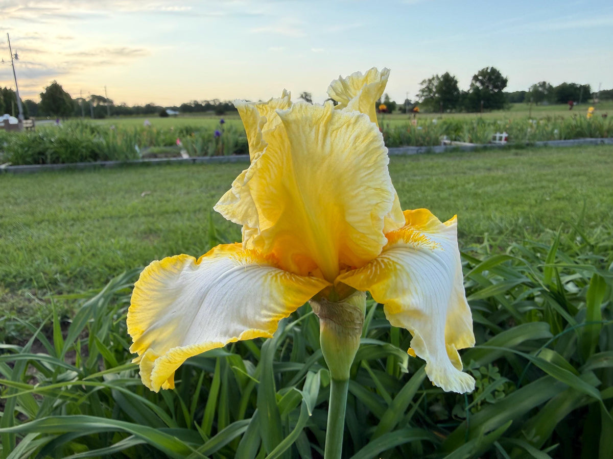 Lemon Cream & White Bearded Iris – 1 Live Fan- "Genesis"