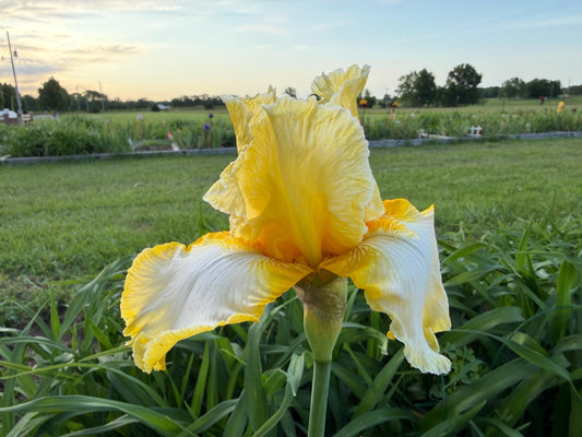 Lemon Cream & White Bearded Iris – 1 Live Fan- "Genesis"