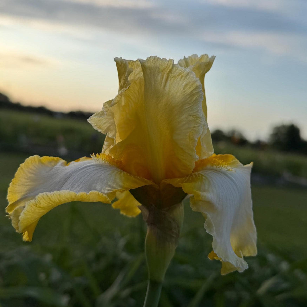 Lemon Cream & White Bearded Iris – 1 Live Fan- "Genesis"