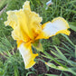 Lemon Cream & White Bearded Iris – 1 Live Fan- "Genesis"