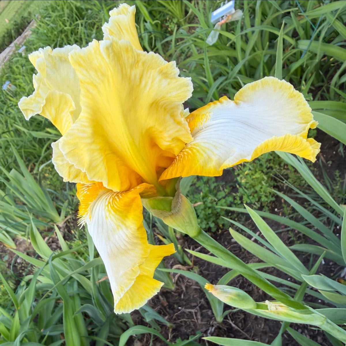 Lemon Cream & White Bearded Iris – 1 Live Fan- "Genesis"