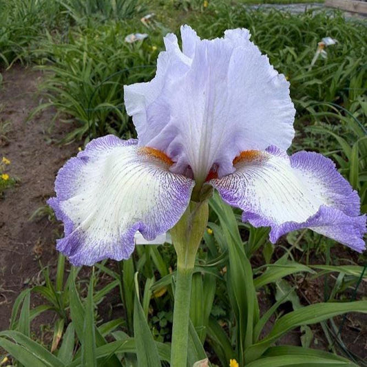 Bearded Iris – White & Soft Lavender Ruffled Bloom "Acoma"