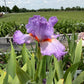 Lavender & White Bearded Iris – 1 Live Fan | Ruffled Pastel Bloom