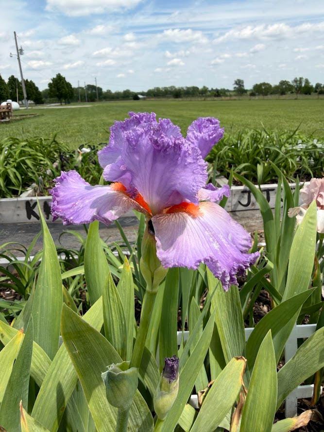 Lavender & White Bearded Iris – 1 Live Fan | Ruffled Pastel Bloom