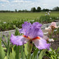 Lavender & White Bearded Iris – 1 Live Fan | Ruffled Pastel Bloom