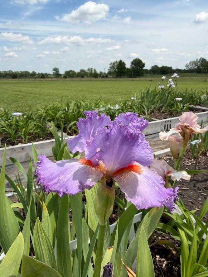 Lavender & White Bearded Iris – 1 Live Fan | Ruffled Pastel Bloom