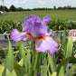 Lavender & White Bearded Iris – 1 Live Fan | Ruffled Pastel Bloom