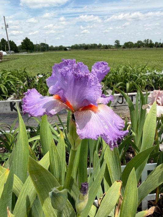 Lavender & White Bearded Iris – 1 Live Fan | Ruffled Pastel Bloom