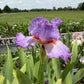 Lavender & White Bearded Iris – 1 Live Fan | Ruffled Pastel Bloom