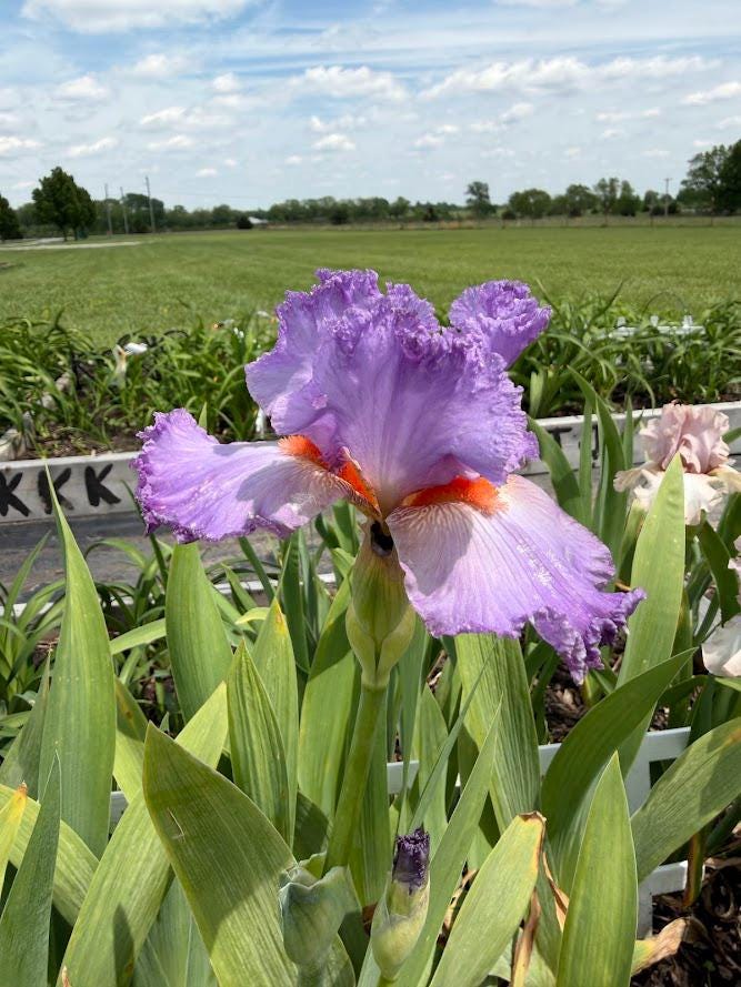 Lavender & White Bearded Iris – 1 Live Fan | Ruffled Pastel Bloom