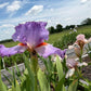 Lavender & White Bearded Iris – 1 Live Fan | Ruffled Pastel Bloom