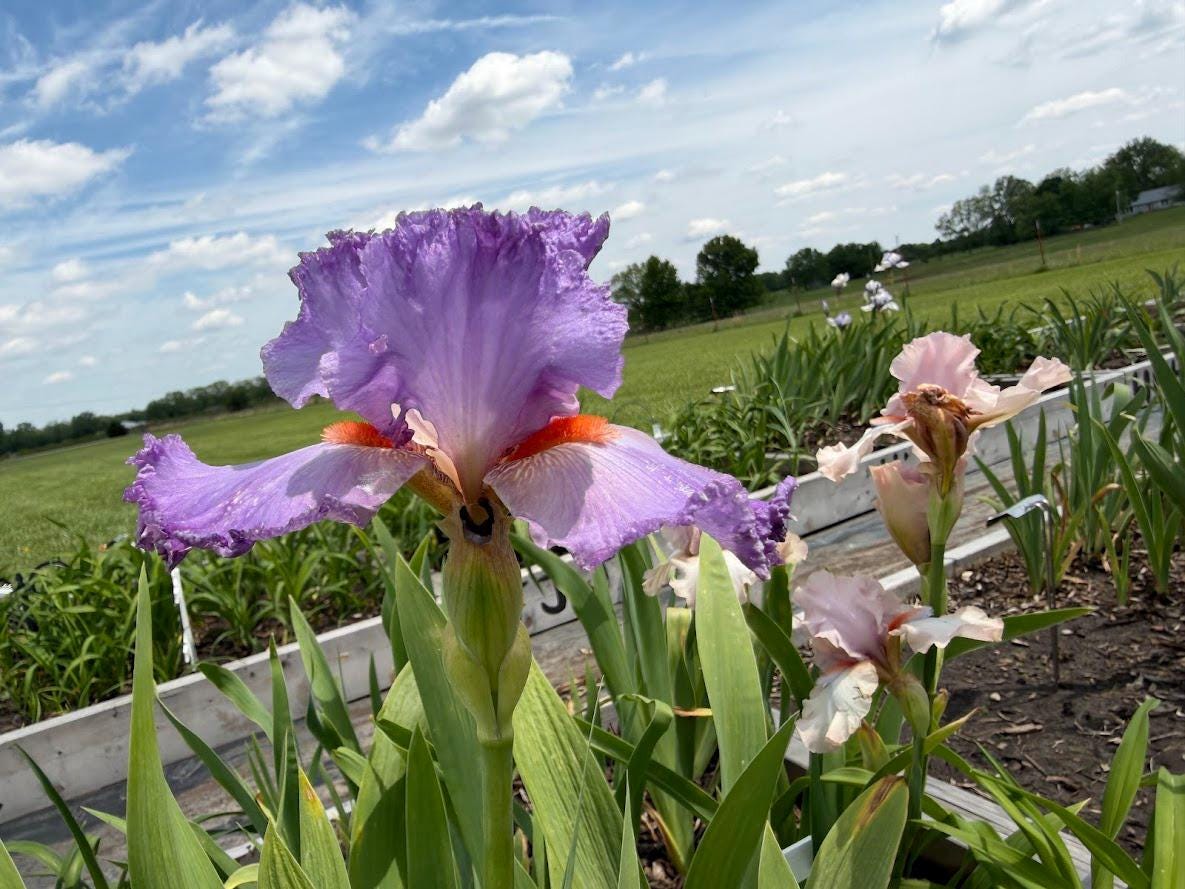 Lavender & White Bearded Iris – 1 Live Fan | Ruffled Pastel Bloom