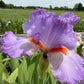 Lavender & White Bearded Iris – 1 Live Fan | Ruffled Pastel Bloom