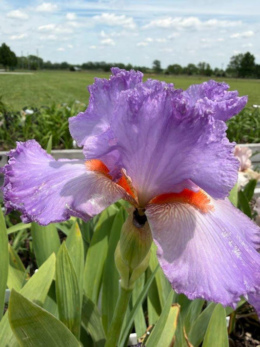 Lavender & White Bearded Iris – 1 Live Fan | Ruffled Pastel Bloom