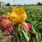 Golden Amber & Burgundy Bearded Iris – 1 Live Fan