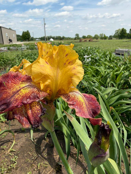 Golden Amber & Burgundy Bearded Iris – 1 Live Fan