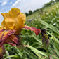 Golden Amber & Burgundy Bearded Iris – 1 Live Fan