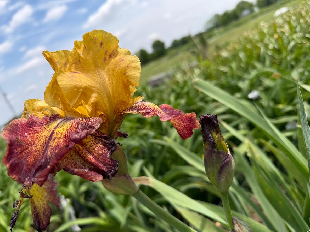 Golden Amber & Burgundy Bearded Iris – 1 Live Fan