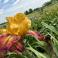 Golden Amber & Burgundy Bearded Iris – 1 Live Fan