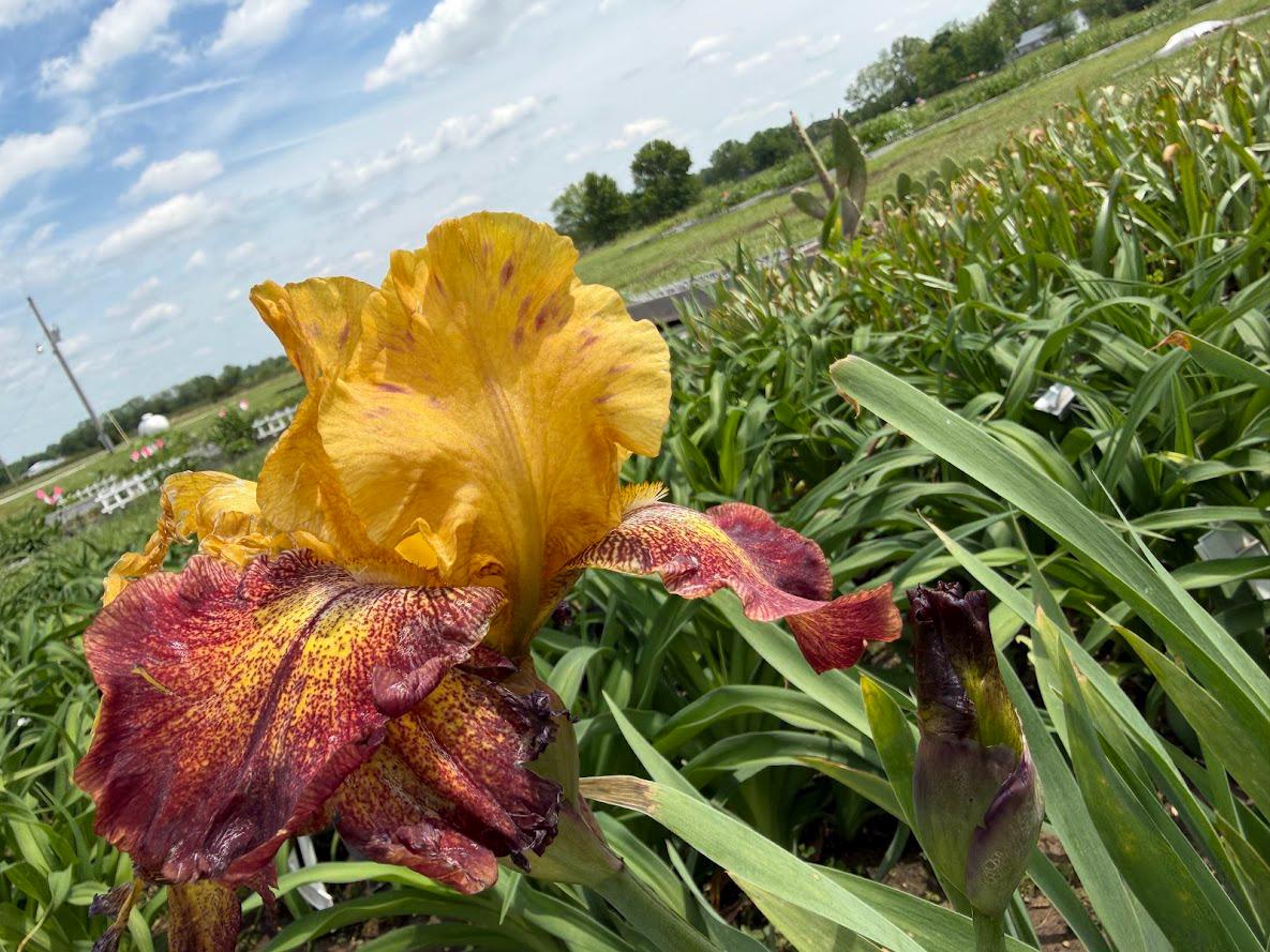 Golden Amber & Burgundy Bearded Iris – 1 Live Fan