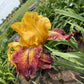 Golden Amber & Burgundy Bearded Iris – 1 Live Fan