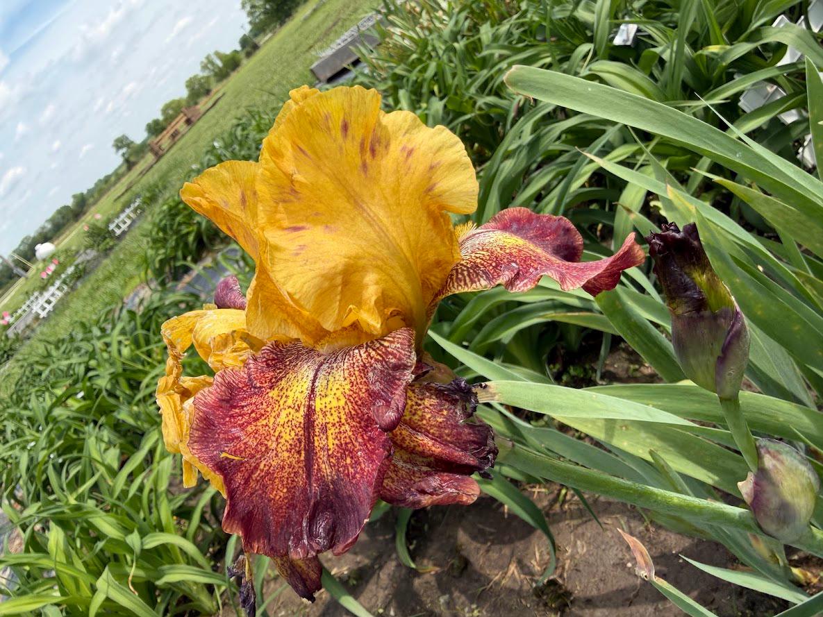 Golden Amber & Burgundy Bearded Iris – 1 Live Fan