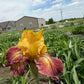 Golden Amber & Burgundy Bearded Iris – 1 Live Fan
