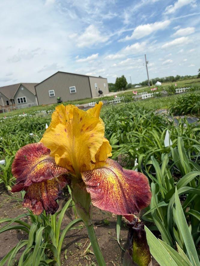 Golden Amber & Burgundy Bearded Iris – 1 Live Fan