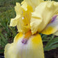 Butter Yellow & Lavender Bearded Iris – 1 Live Fan | Ruffled Golden Bloom