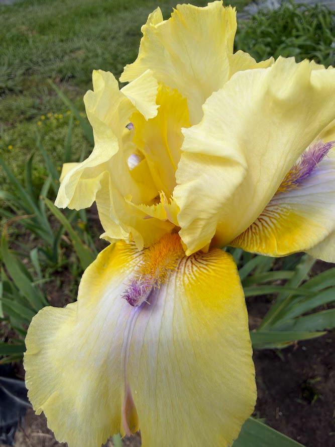 Butter Yellow & Lavender Bearded Iris – 1 Live Fan | Ruffled Golden Bloom