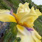 Butter Yellow & Lavender Bearded Iris – 1 Live Fan | Ruffled Golden Bloom