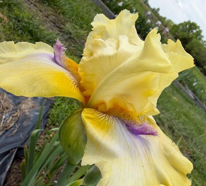 Butter Yellow & Lavender Bearded Iris – 1 Live Fan | Ruffled Golden Bloom