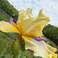Butter Yellow & Lavender Bearded Iris – 1 Live Fan | Ruffled Golden Bloom