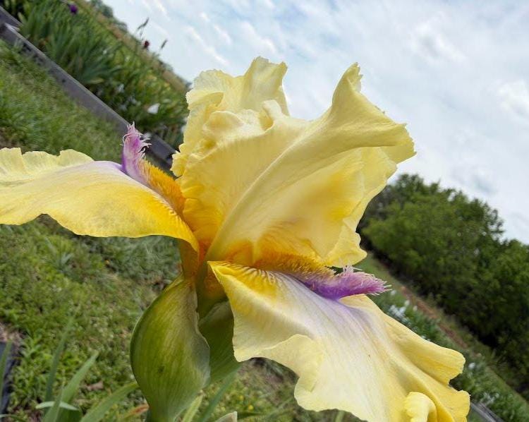 Butter Yellow & Lavender Bearded Iris – 1 Live Fan | Ruffled Golden Bloom