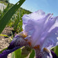 Lavender & Royal Purple Bearded Iris – 1 Live Fan | Ruffled Bicolor Bloom