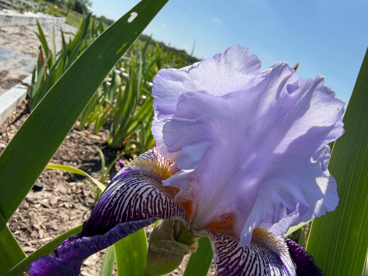 Lavender & Royal Purple Bearded Iris – 1 Live Fan | Ruffled Bicolor Bloom