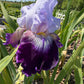Lavender & Royal Purple Bearded Iris – 1 Live Fan | Ruffled Bicolor Bloom