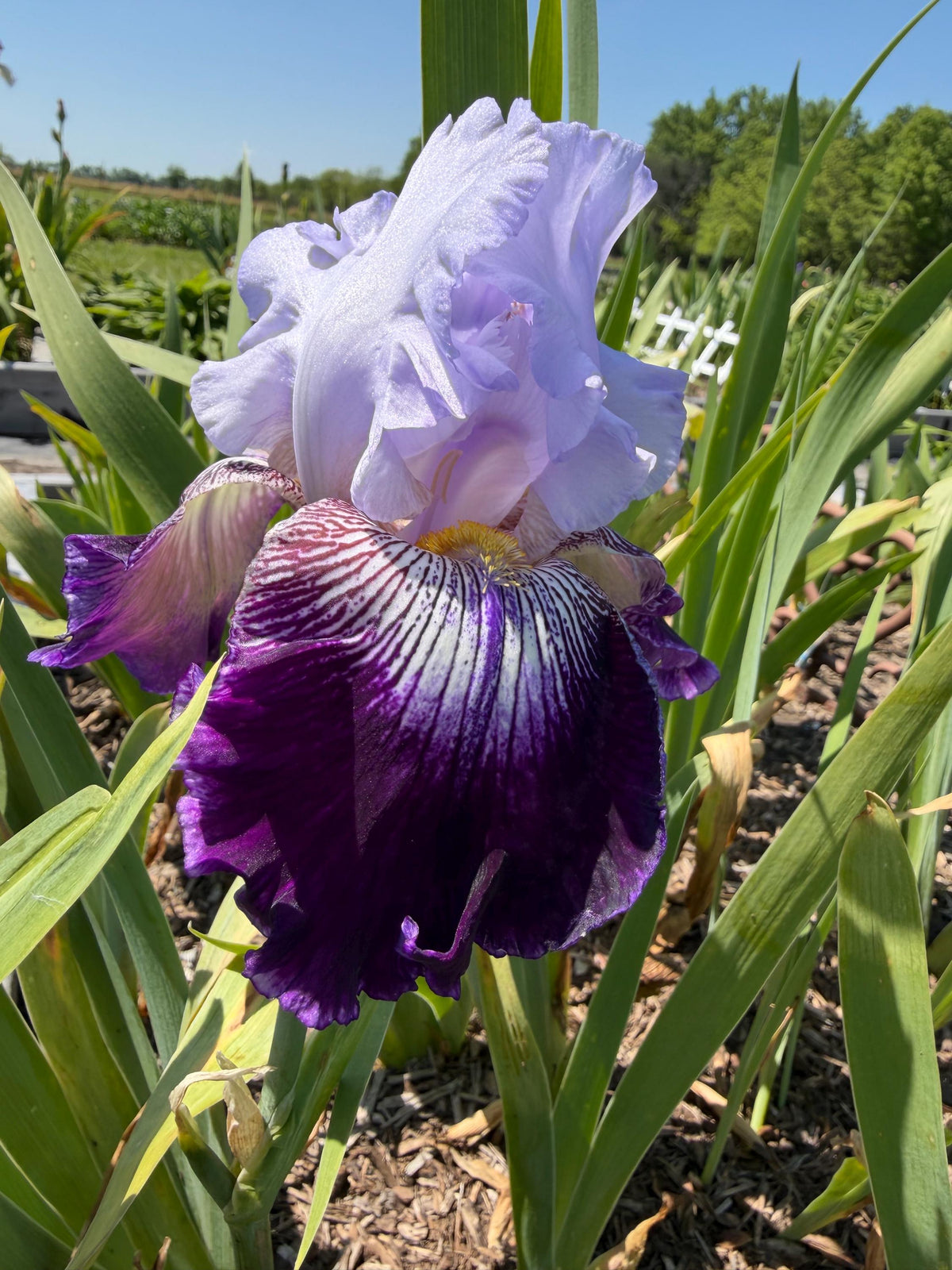 Lavender & Royal Purple Bearded Iris – 1 Live Fan | Ruffled Bicolor Bloom