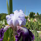 Lavender & Royal Purple Bearded Iris – 1 Live Fan | Ruffled Bicolor Bloom