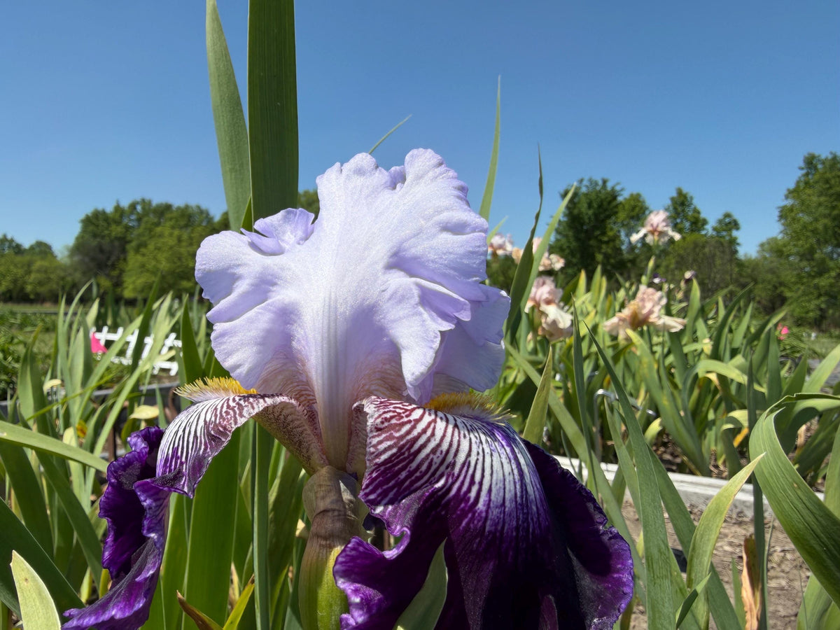 Lavender & Royal Purple Bearded Iris – 1 Live Fan | Ruffled Bicolor Bloom