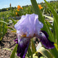 Lavender & Royal Purple Bearded Iris – 1 Live Fan | Ruffled Bicolor Bloom