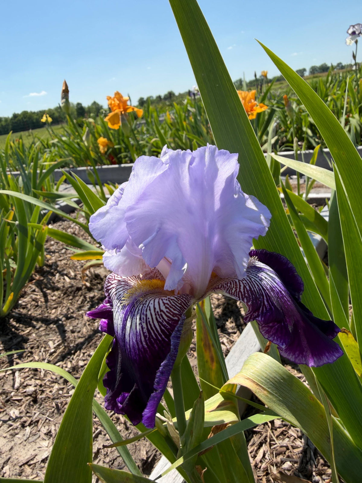 Lavender & Royal Purple Bearded Iris – 1 Live Fan | Ruffled Bicolor Bloom