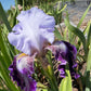 Lavender & Royal Purple Bearded Iris – 1 Live Fan | Ruffled Bicolor Bloom