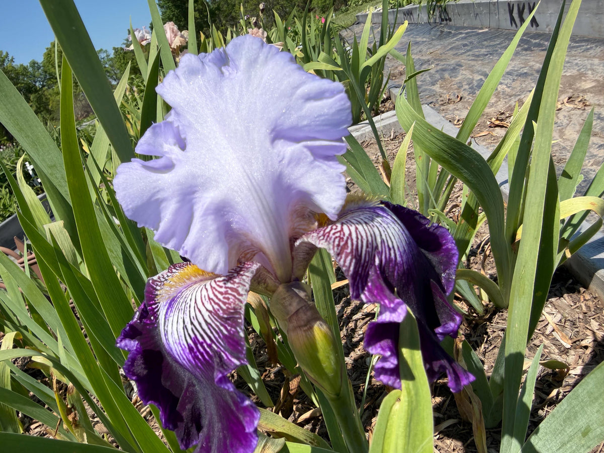 Lavender & Royal Purple Bearded Iris – 1 Live Fan | Ruffled Bicolor Bloom